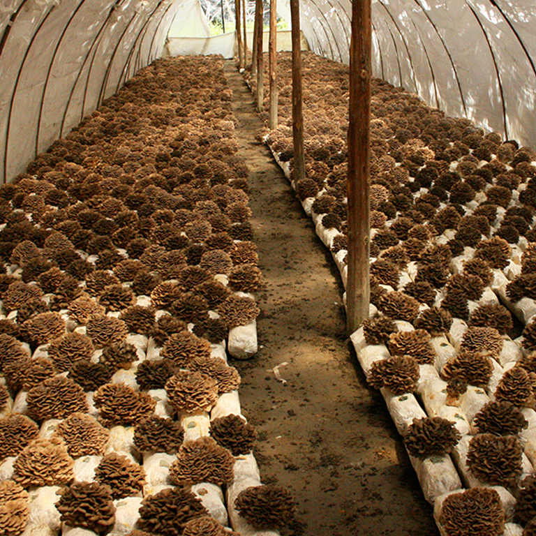 Maitake Mushroom Organic Base