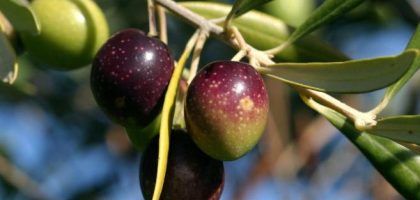 Standardized Herbal Extracts Wholesale