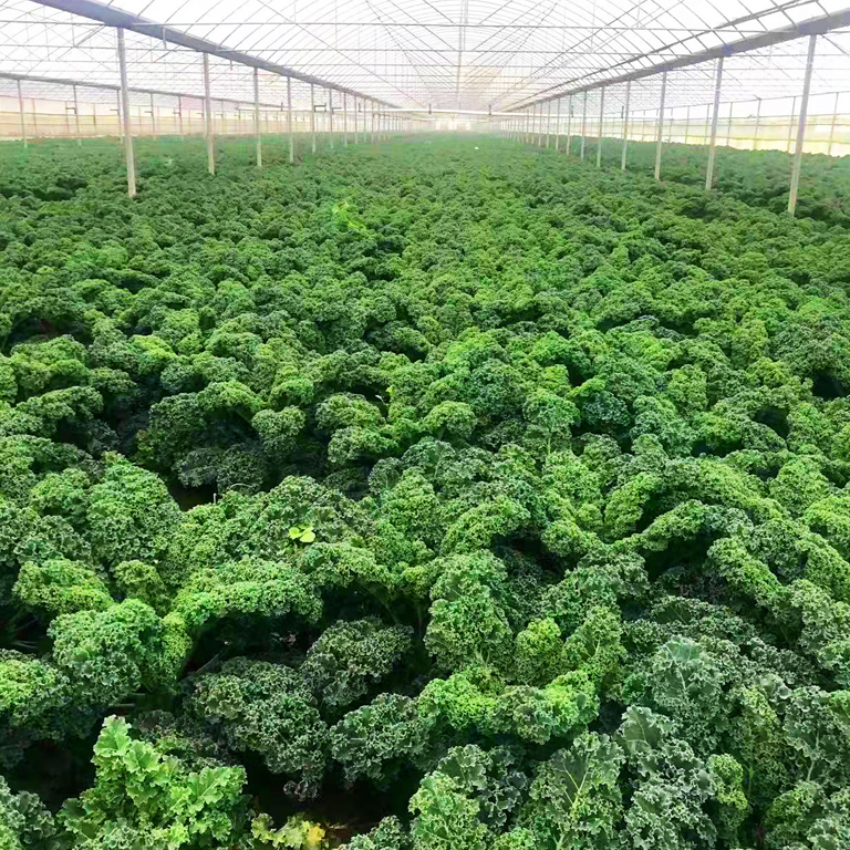 Organic Kale Cultivation Field
