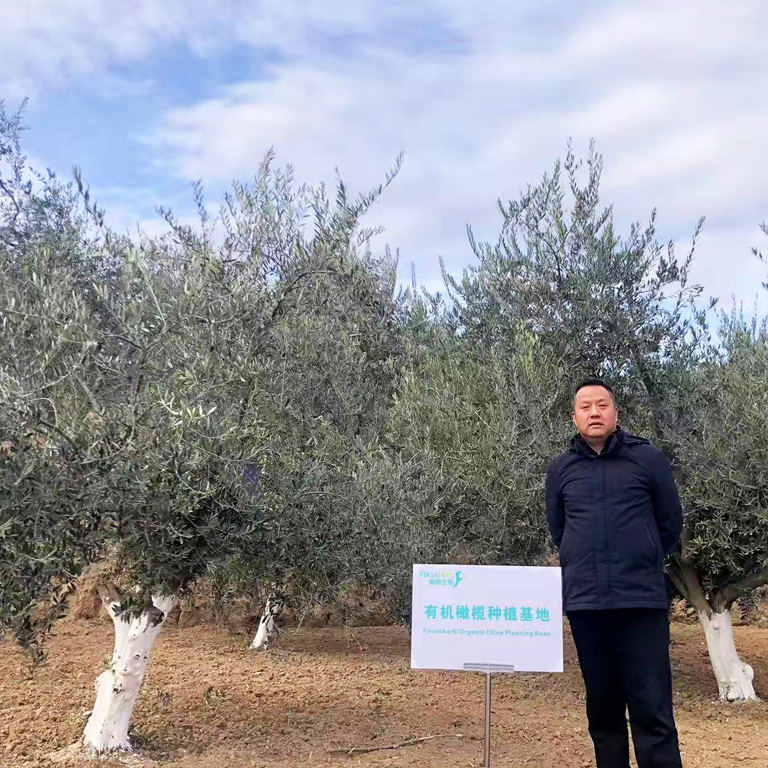 Olive Leaf GAP Cultivation Plantation