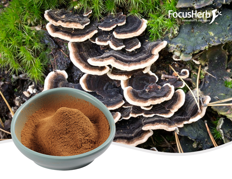 Liposomal Curcumin Extract Powder