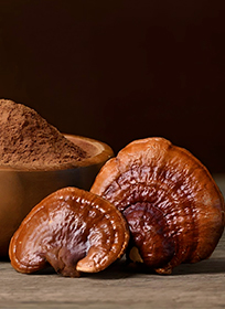 Medicinal Mushroom Extracts Polysaccharides
