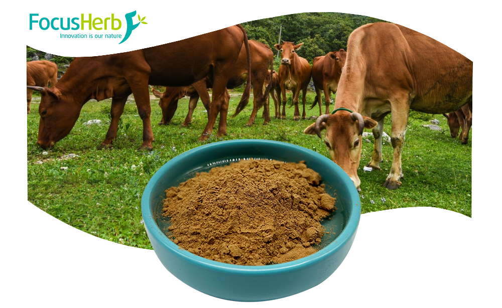 Grass-Fed Beef Organ Powders and Extracts