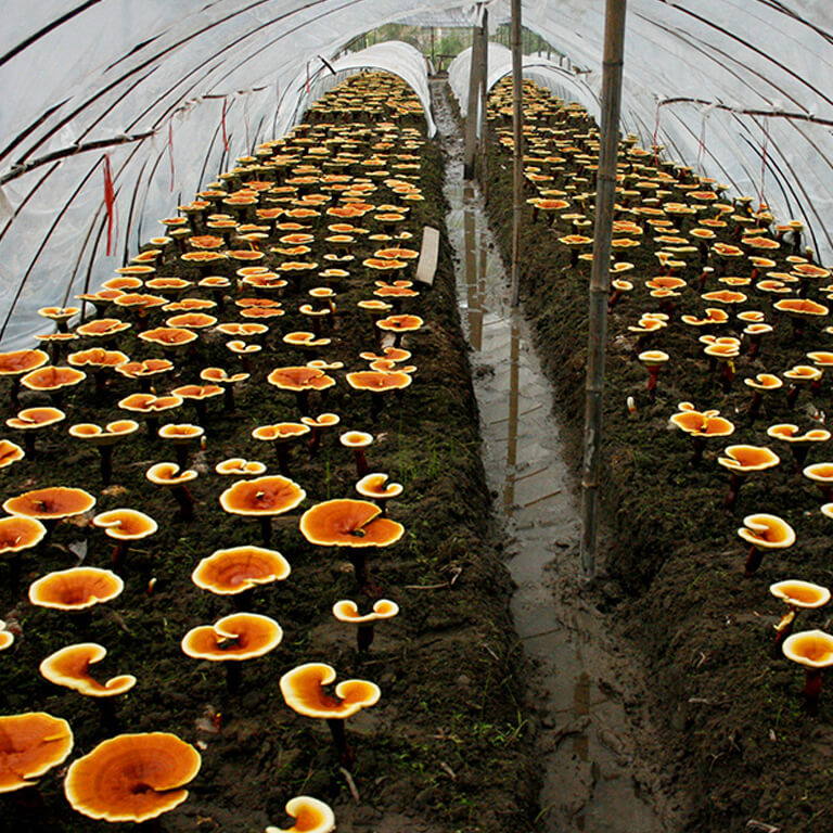 Ganoderma Lucidum Reishi Cultivation